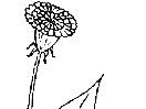 How To Mount Dried Plants