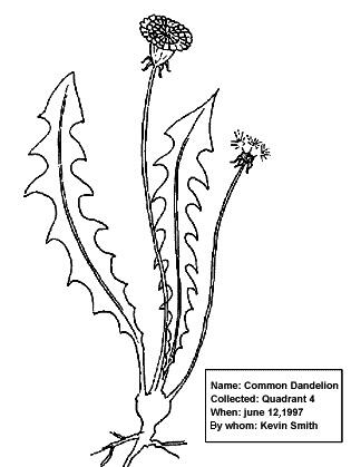 Sketch in black on white background of a Common Dandelion plant. Shows two flowers, two leaves, and roots. Collected: June 12, 1997 by Kevin Smith.