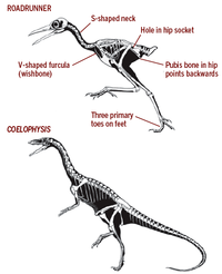 observe-a-dinosaur_thumb