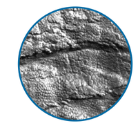 what-is-a-fossil_thumb