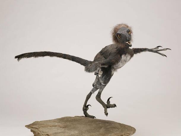 Model of a Bambiraptor.
