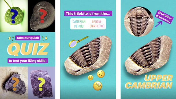 Three Instagram panels contain a quiz on the topic of fossil identification.