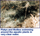 amber_fishinclearwater