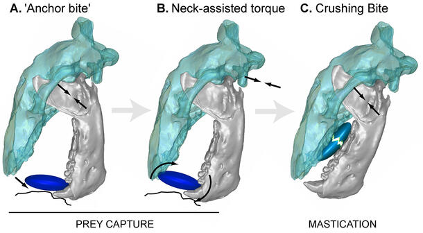 Mammalian jaw function. Text reads: Prey Capture: A. Anchor Bite, B. Neck-assisted torque. Text Reads: Mastication, C. Crushing Bite.