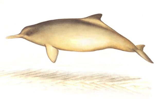 A drawing of a franciscana dolphin shows the animal as having a smooth brown-color body, a small low dorsal fin, and a long thin rostrum.