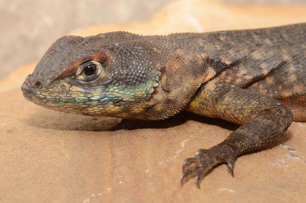 A lizard, pictured from the upper arms up.