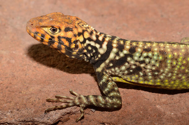 Patterned lizard with gradient coloring, pictured from head to mid-body.