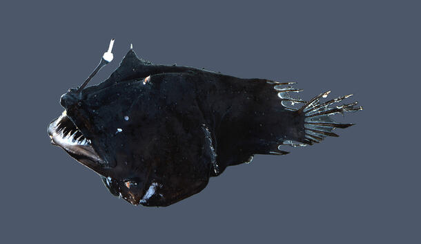 Anglerfish with large, protruding lower teeth and the illicium against a dark background.