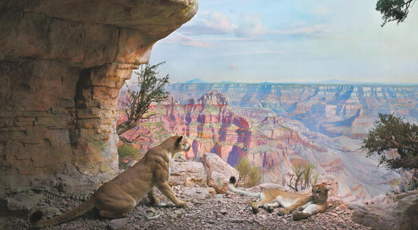 Diorama depicts two mountain lions resting on a rocky outcrop in the Grand Canyon.