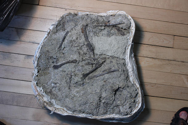 A fossil specimen of Dromomeron romeri.