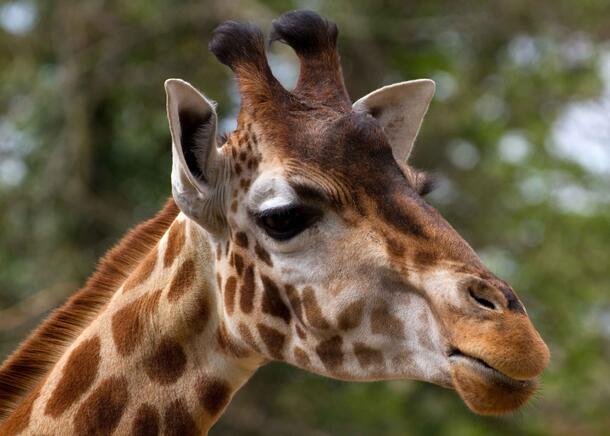 Close-up of a giraffe's face and top of its neck in front of blurred greenery.
