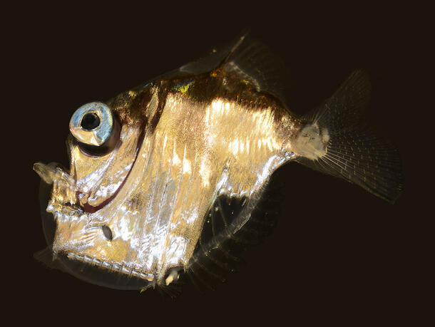 Luminous fish with large eyes and a long jaw against dark background.