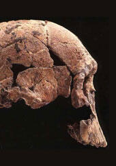 A hominid skull shown in profile. The specimen has cracks and several missing pieces, showing that it was reconstructed from fragments.