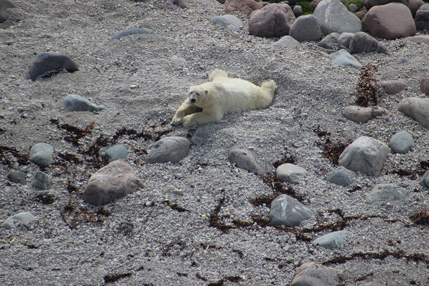 Polar bear sprawled on gravelly ground.