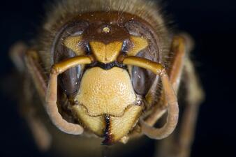 Extreme close-up of an insect's head.