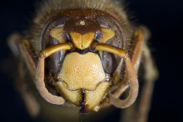 Close-up of a German wasp's face.