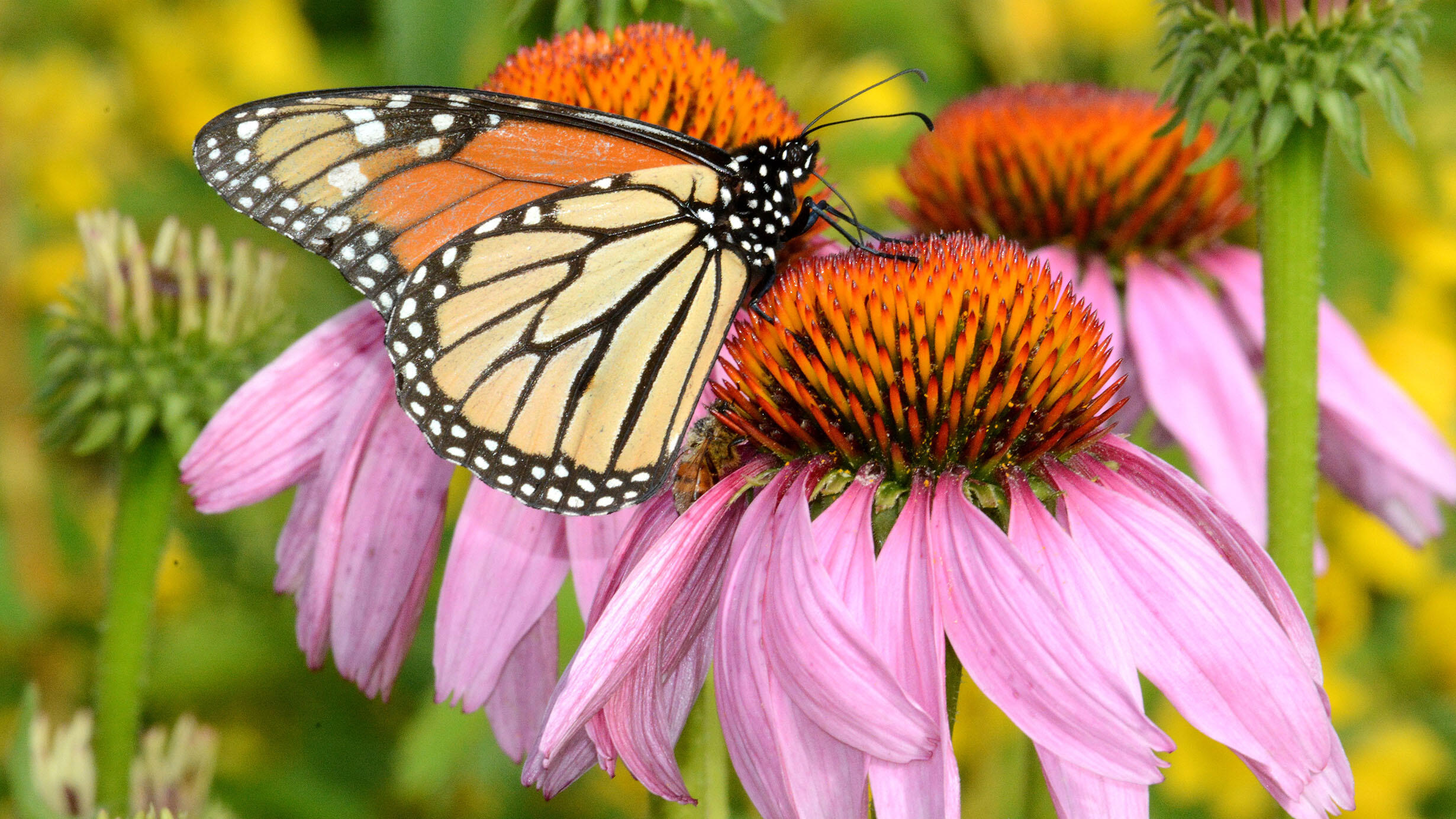 Monarch butterfly feeds on a coneflower.