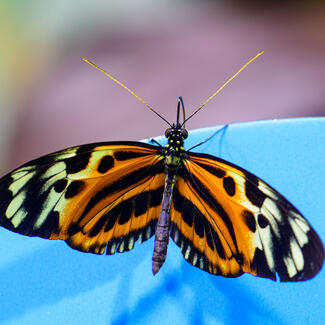 Closeup of a butterfly with wings spread, displaying a striped and spotted pattern.