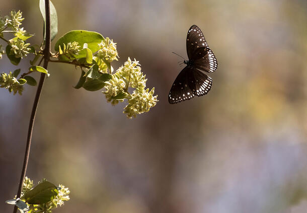 Butterfly with dark wings and bright specks along edges of wings flies in air next to a tall, flowering plant.