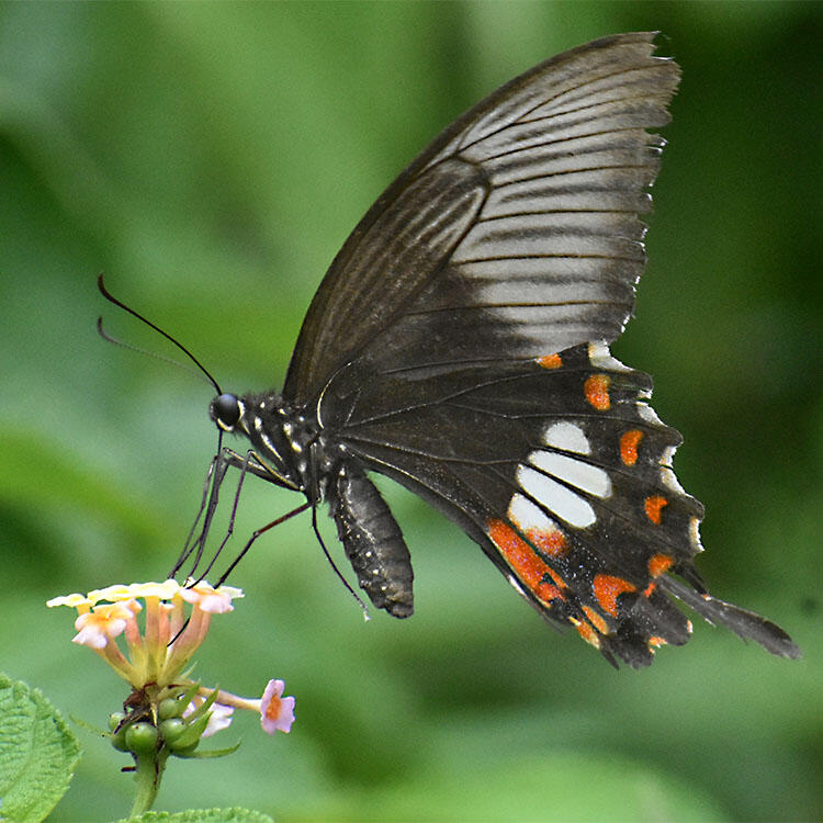 Butterfly with dark forewings and patterned hindwings perches on a cluster of small flowers.