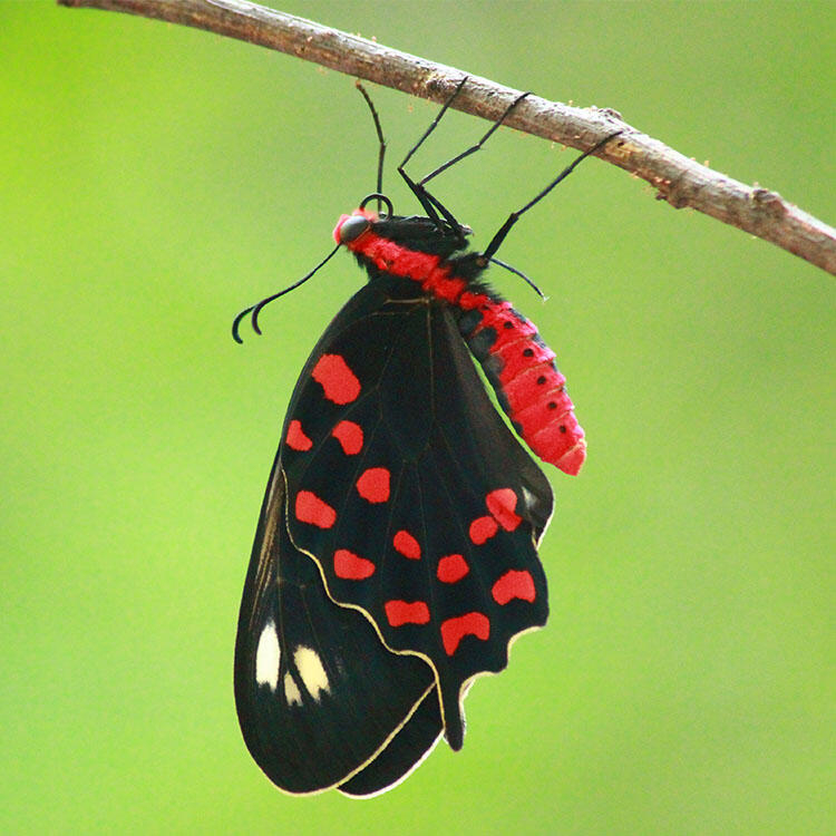 Butterfly with a brightly colored thorax and abdomen and dark wings with colorful specks rests upside down from a thin branch.