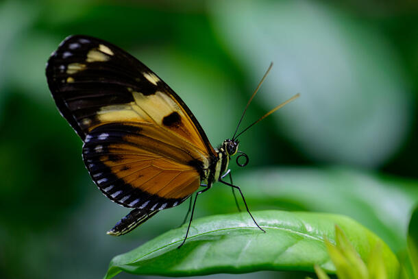 Butterfly with a curled proboscis and multi-toned wings with a patterned edge perches on a leaf.