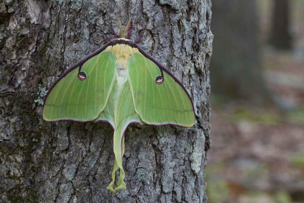 Brightly colored moth with a fuzzy looking thorax and a dark outline along the top of its body rests on the trunk of a tree.