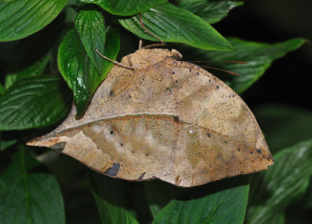 Butterfly that resembles a dry leaf with dark specks perches upside down from bright leaves.