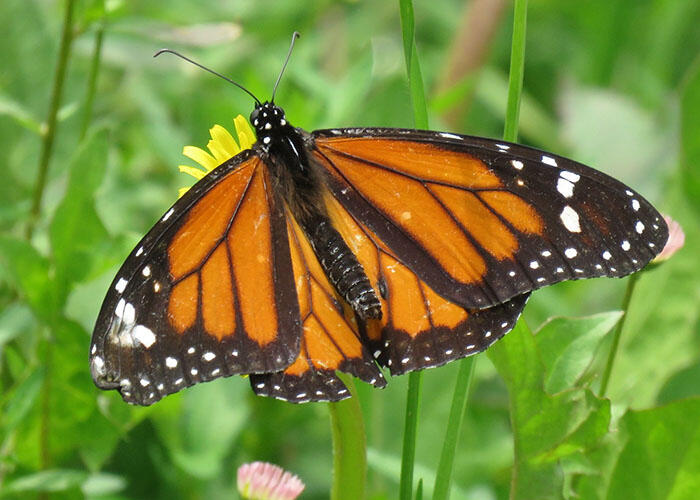 Butterfly with wings that are colorful at the center and dark around the edges, with bright specks on the dark border, rests on a flower among grass.