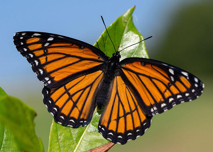 Butterfly with outstretched wings perched on a leaf. The wings are colorful at the center and dark around the edges, with bright specks on the border.