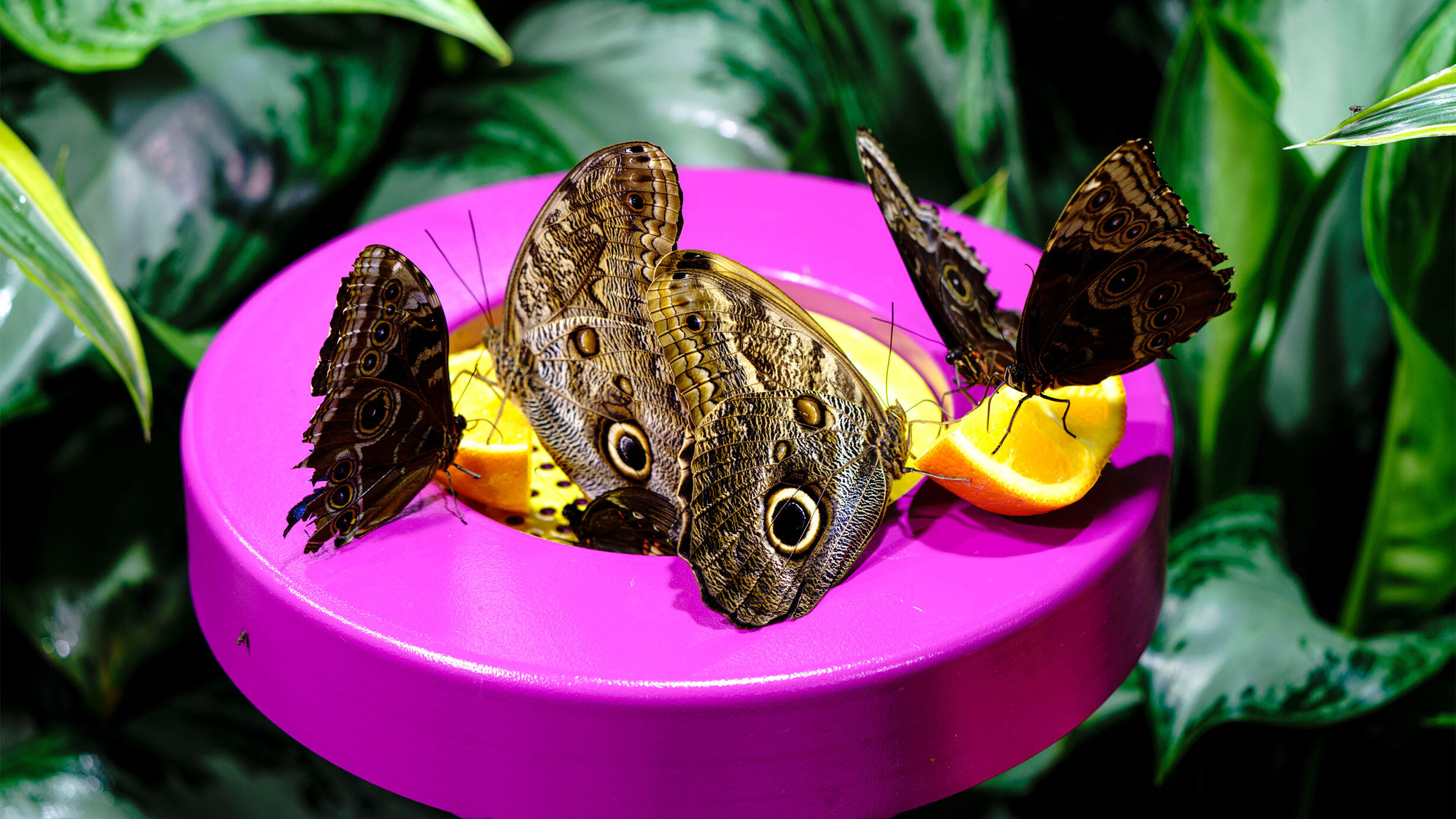 Four butterflies with patterned, dark colored wings feed on orange slices on a brightly colored, circular platform among greenery.