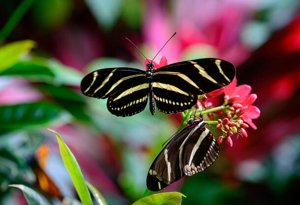 Two striped butterflies draw nectar from a flowering plant.