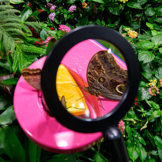 View through a magnifying glass shows a closeup of a butterfly feeding on an orange slice.