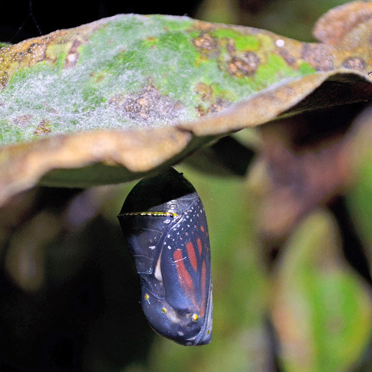Dark chrysalis hanging from underside of leaf with monarch butterfly's patterned wing visible through translucent skin.