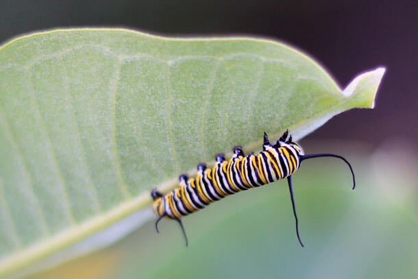 Striped monarch caterpillar crawls along the underside of a leaf.
