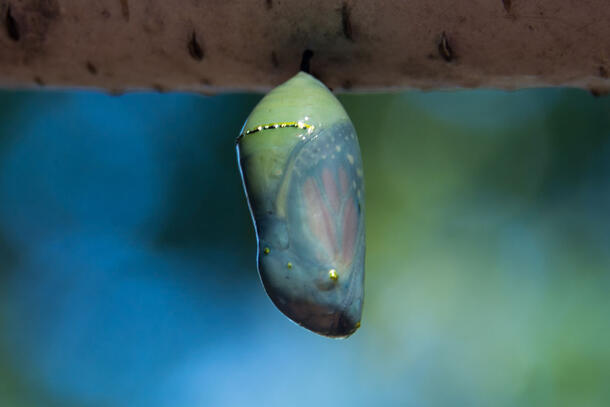 Hanging, oval shaped chrysalis with a monarch butterfly's patterned wing just visible beneath translucent outer skin.