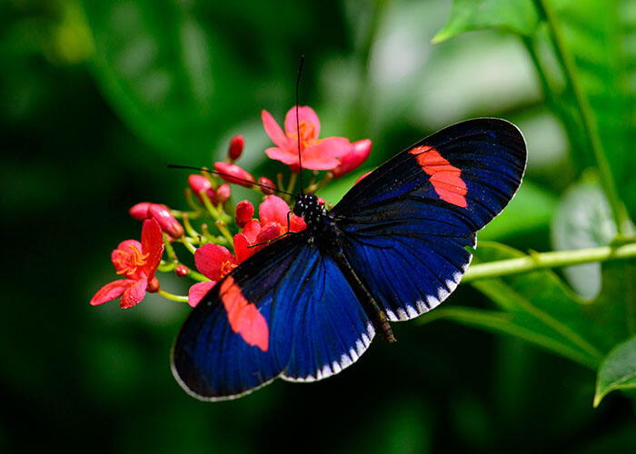 Butterfly with a bright spot on each wing alights on a flowering plant.
