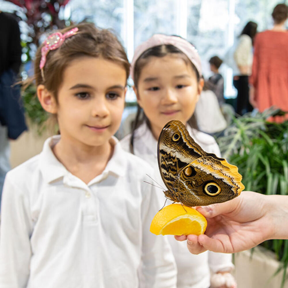 Two children look at a butterfly perched on an orange slice held in the hand of a Museum volunteer.