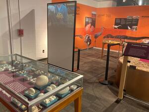 A glass display case holds dozens of eggs of different sizes, and graphic panels are on the walls in the background.