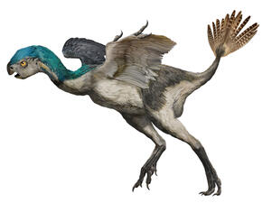 This scientific illustration depicts a detailed example of an Oviraptorosaur. Its features noticeably mimic those of modern birds.