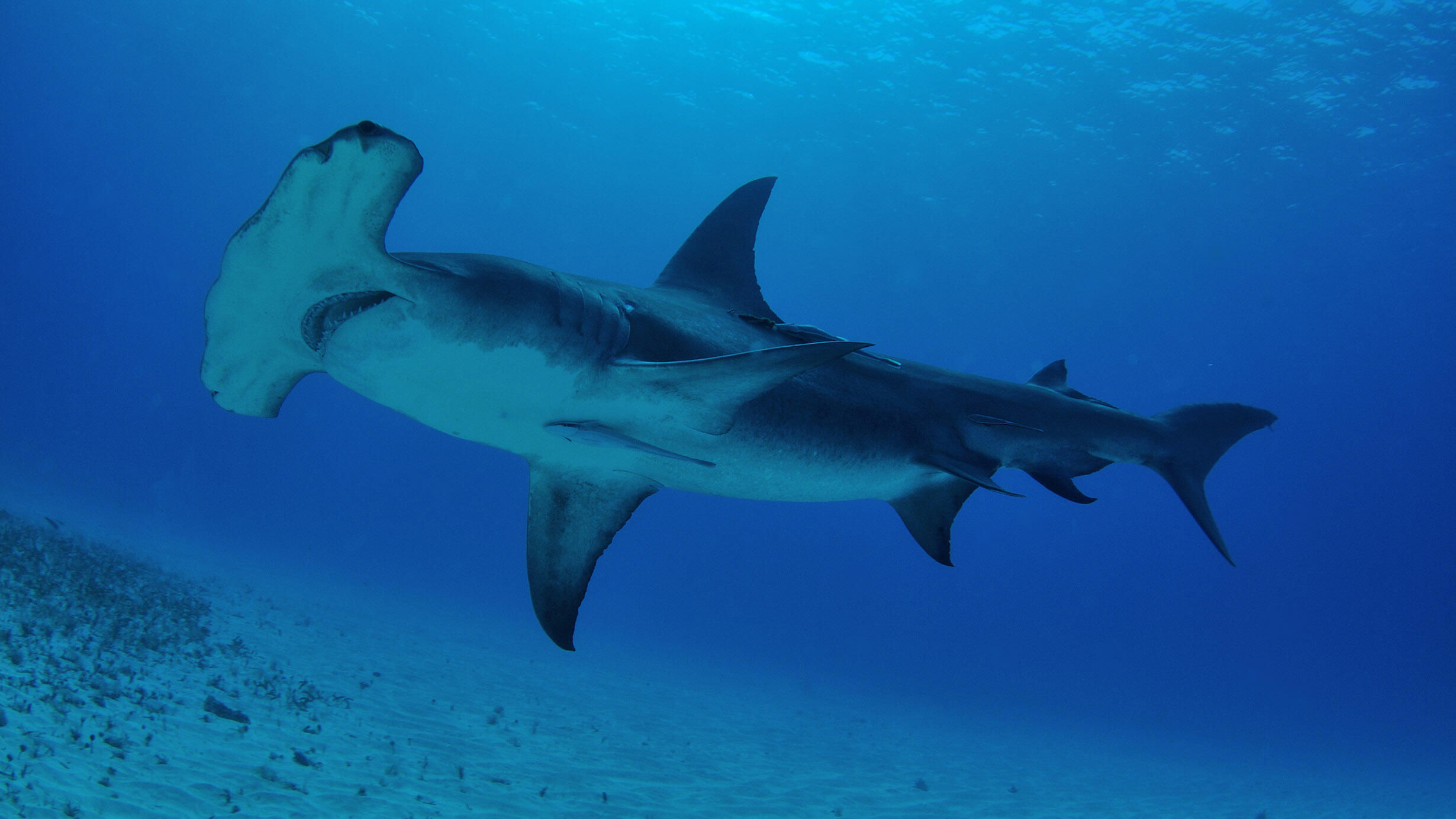 A great hammerhead shark swims above the sandy ocean floor