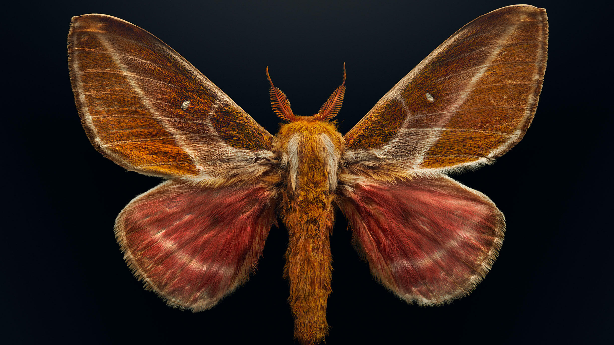A photograph of an orange and pink Raspa silkmoth on a black background