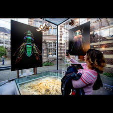 Una mujer fotografiando una imagen de un insecto que se exhibe en un atrio de vidrio.