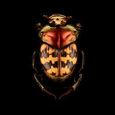 Splendid-necked Dung Beetle
