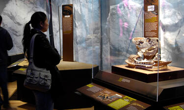 A woman looks at a case display of a Protoceratops skull and skeleton