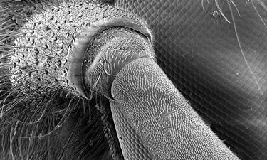 Escaneo microscópico en blanco y negro de la antena de una vespula. 