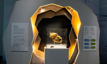 A large skull sits on a white plinth surrounded by a gold background.