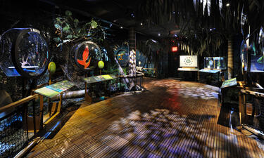 Un diorama recrea el ambiente de una selva húmeda tropical que incluye modelos de arañas, plantas, una serpiente amarilla y mariposas. 