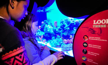 Two children look at clownfish and corals in an aquarium tank illuminated by blue light