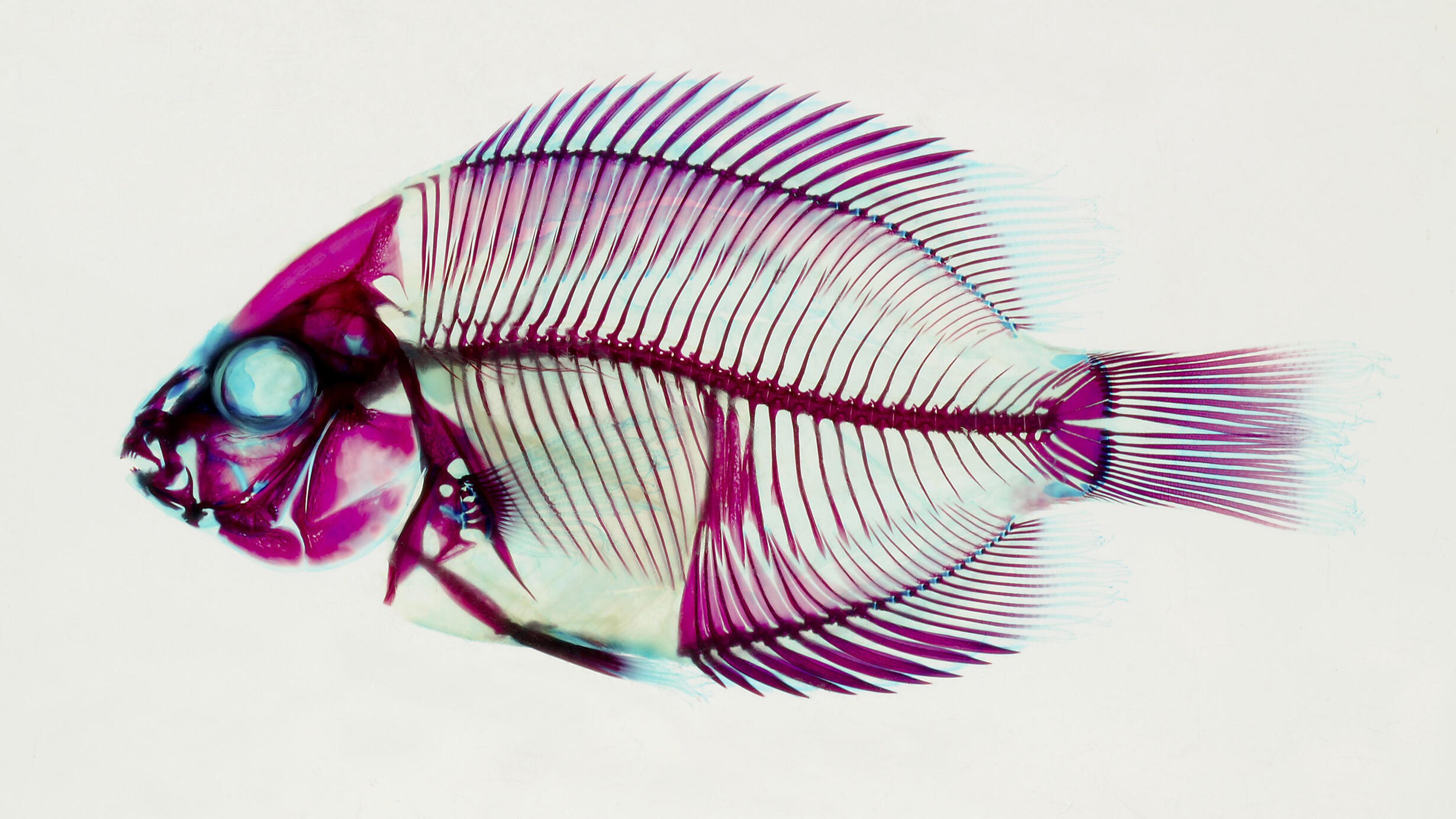Xray of a fish shown in pink